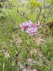 Centaurea graminifolia