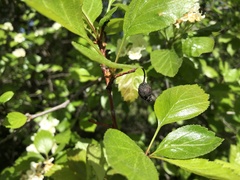 Crataegus okanaganensis