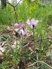 Centaurea graminifolia