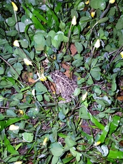 Incilius ibarrai