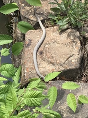 Nerodia sipedon