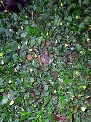 Incilius ibarrai