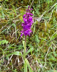 Orchis mascula