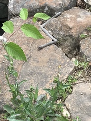 Nerodia sipedon
