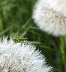 Tettigonia viridissima