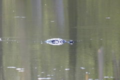 Chrysemys picta marginata