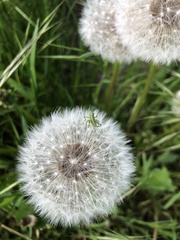 Tettigonia viridissima