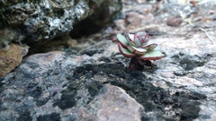 Echeveria longissima