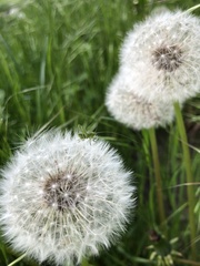 Tettigonia viridissima