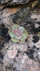 Echeveria longissima