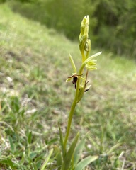 Ophrys insectifera