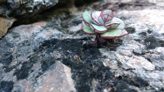 Echeveria longissima