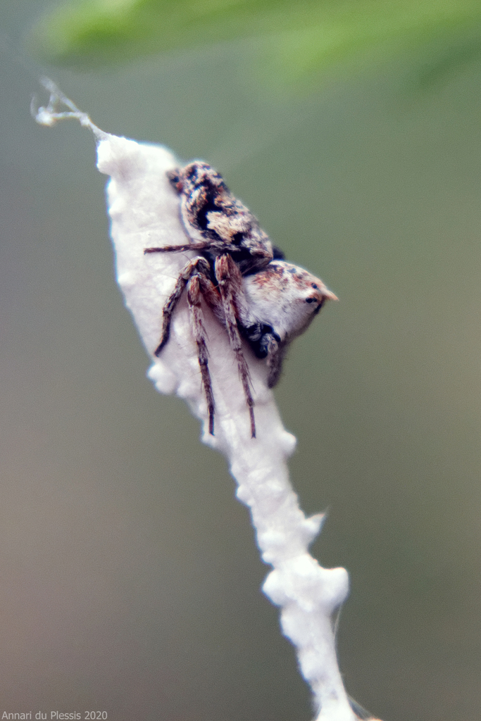 Hamataliwa fronticornis