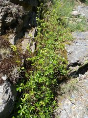 Alchemilla saxatilis