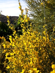 Genista cinerea
