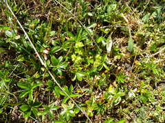 Alchemilla saxatilis