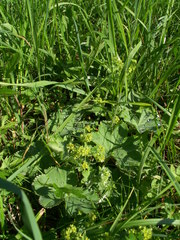 Alchemilla xanthochlora