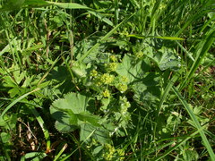 Alchemilla xanthochlora