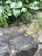 Nerodia sipedon