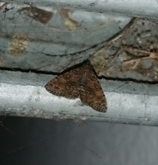 Metalectra diabolica