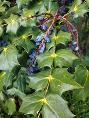 Berberis bealei
