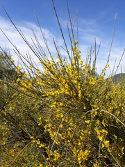Genista cinerea