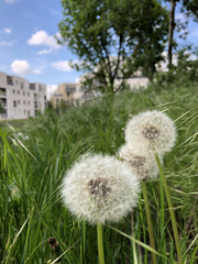 Taraxacum officinale