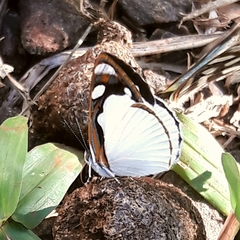 Dynamine coenus coenus