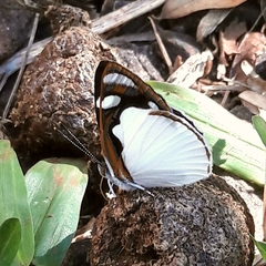 Dynamine coenus coenus