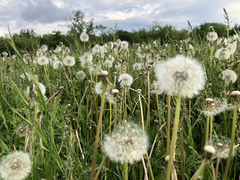 Taraxacum officinale