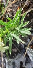 Erysimum witmannii