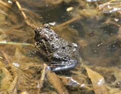 Anaxyrus americanus