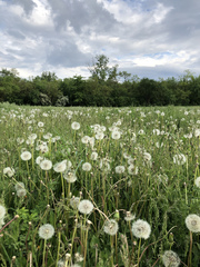 Taraxacum officinale