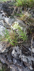 Erysimum witmannii