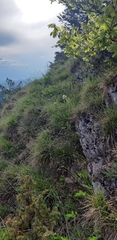 Erysimum witmannii