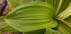Veratrum lobelianum