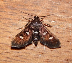 Desmia subdivisalis