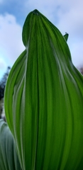 Veratrum lobelianum