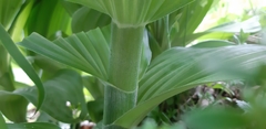 Veratrum lobelianum