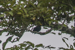 Ampeliceps coronatus