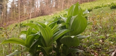 Veratrum lobelianum