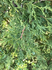 Thuja occidentalis