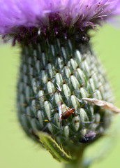 Luperaltica nigripalpis