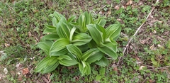Veratrum lobelianum