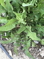 Taraxacum officinale