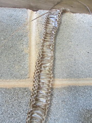 Pantherophis alleghaniensis