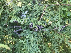 Thuja occidentalis