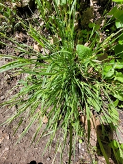 Carex grisea