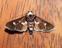 Desmia subdivisalis