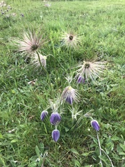 Pulsatilla vulgaris